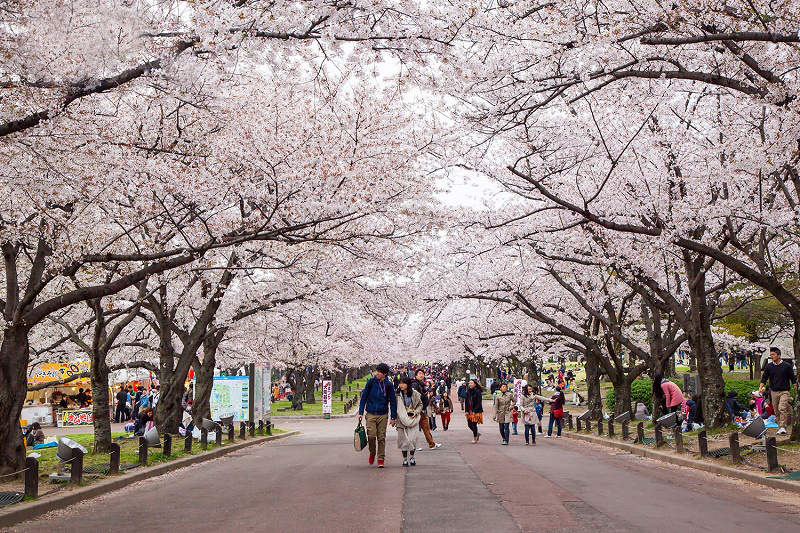 Top 5 điểm ngắm hoa Anh Đào đẹp mê ly tại Hàn Quốc
