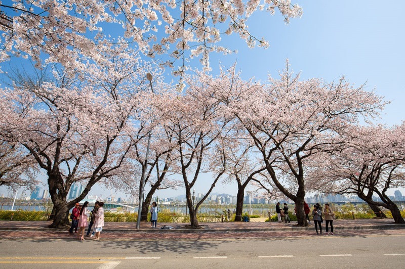 Top các địa danh nổi tiếng ngắm hoa Anh Đào ở Seoul