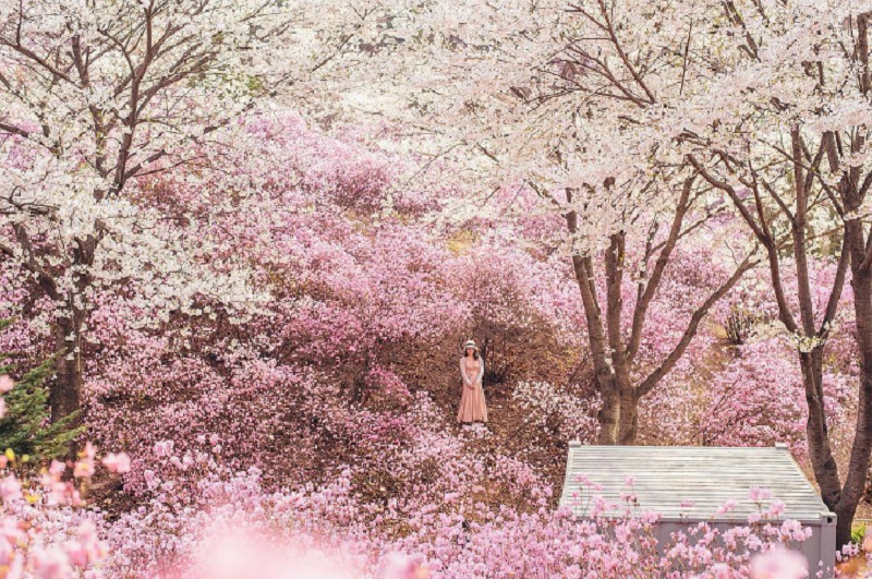 Vẻ đẹp thiên nhiên Hàn Quốc mùa hoa Anh Đào!