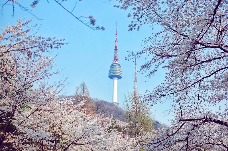 Top các địa danh nổi tiếng ngắm hoa Anh Đào ở Seoul