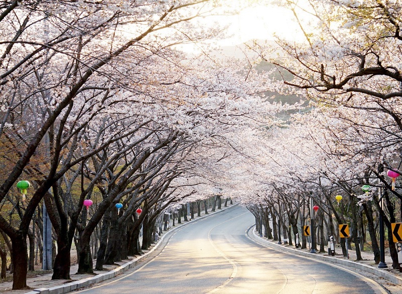 Vẻ đẹp thiên nhiên Hàn Quốc mùa hoa Anh Đào!