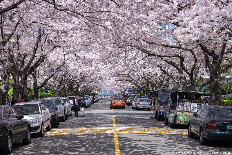 Thưởng ngoạn sắc hoa Anh Đào rực rỡ tại Hàn Quốc