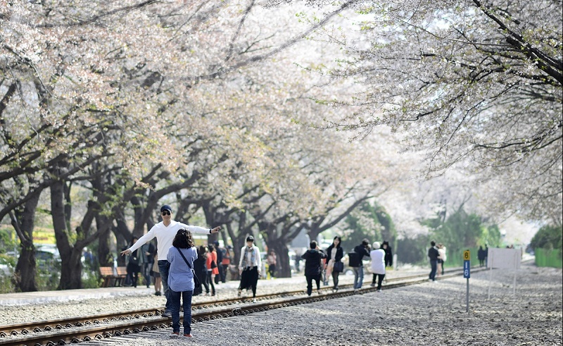 Mùa hoa Anh Đào Hàn Quốc: Ngắm ở đâu và khi nào?