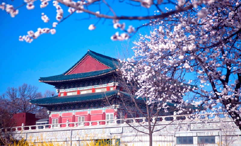 Mùa hoa Anh Đào Hàn Quốc: Ngắm ở đâu và khi nào?
