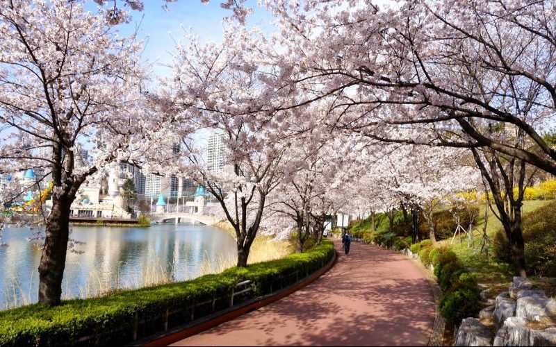 Du lịch Hàn Quốc ngắm hoa Anh Đào ở đâu?