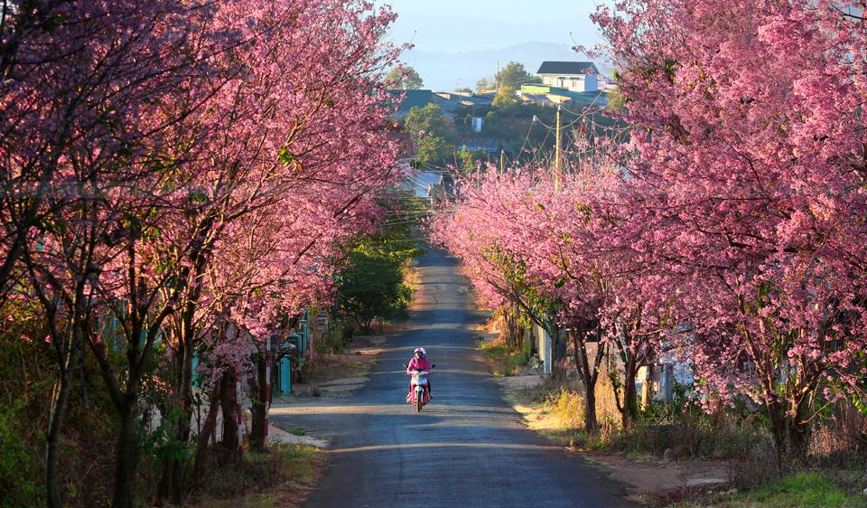 Con đường thị trấn Sapa rực rỡ màu hoa đào