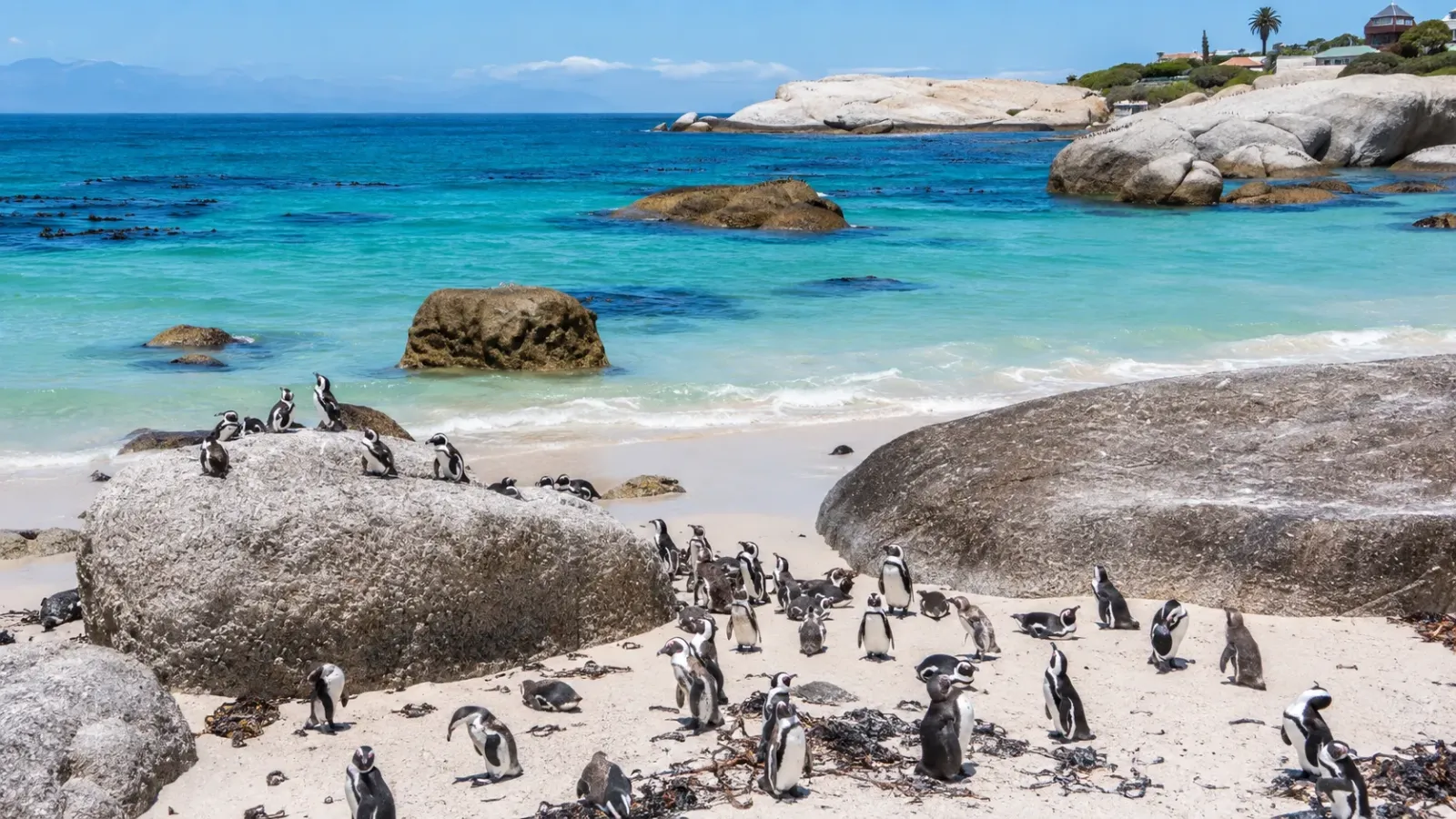 Chim cánh cụt Châu Phi tại Boulders Beach gần Cape Town