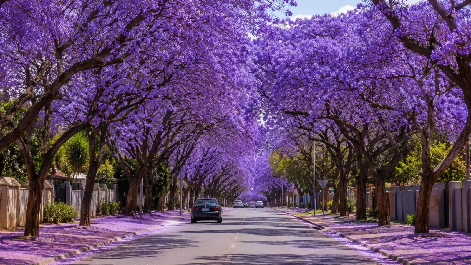 Hoa jacaranda tím nở trên đường phố Pretoria trong hành trình du lịch Nam Phi