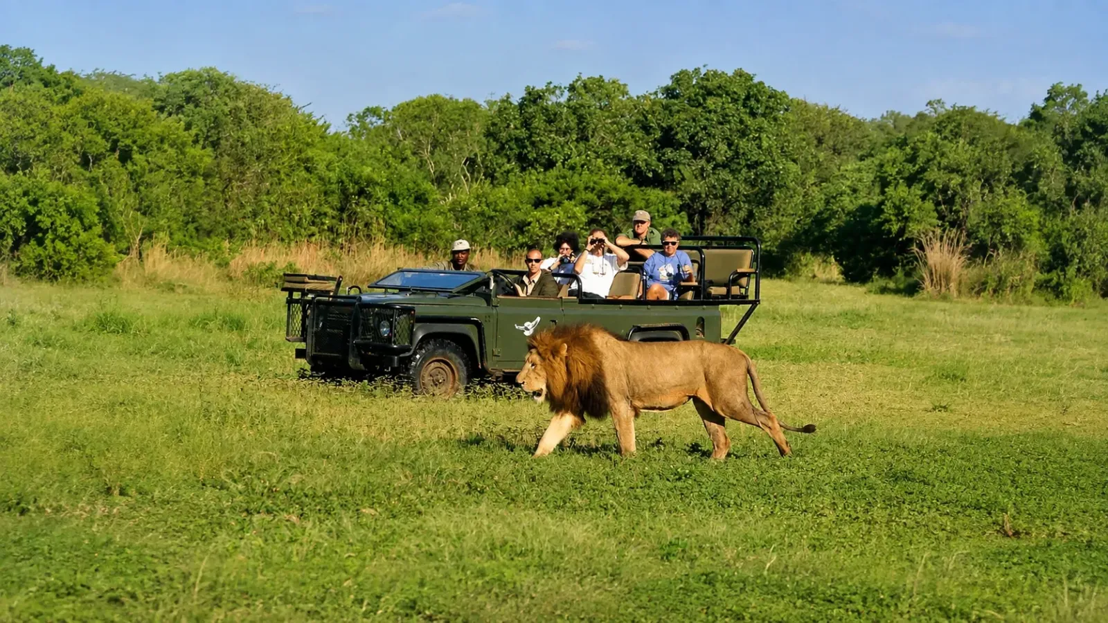 Safari ngắm sư tử và voi tại vườn quốc gia Kruger Nam Phi