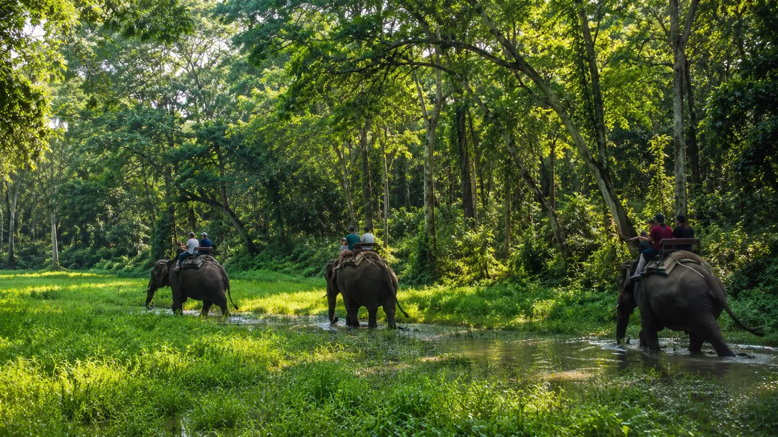 Cảnh quan rừng và đồng cỏ tại Vườn quốc gia Chitwan Nepal