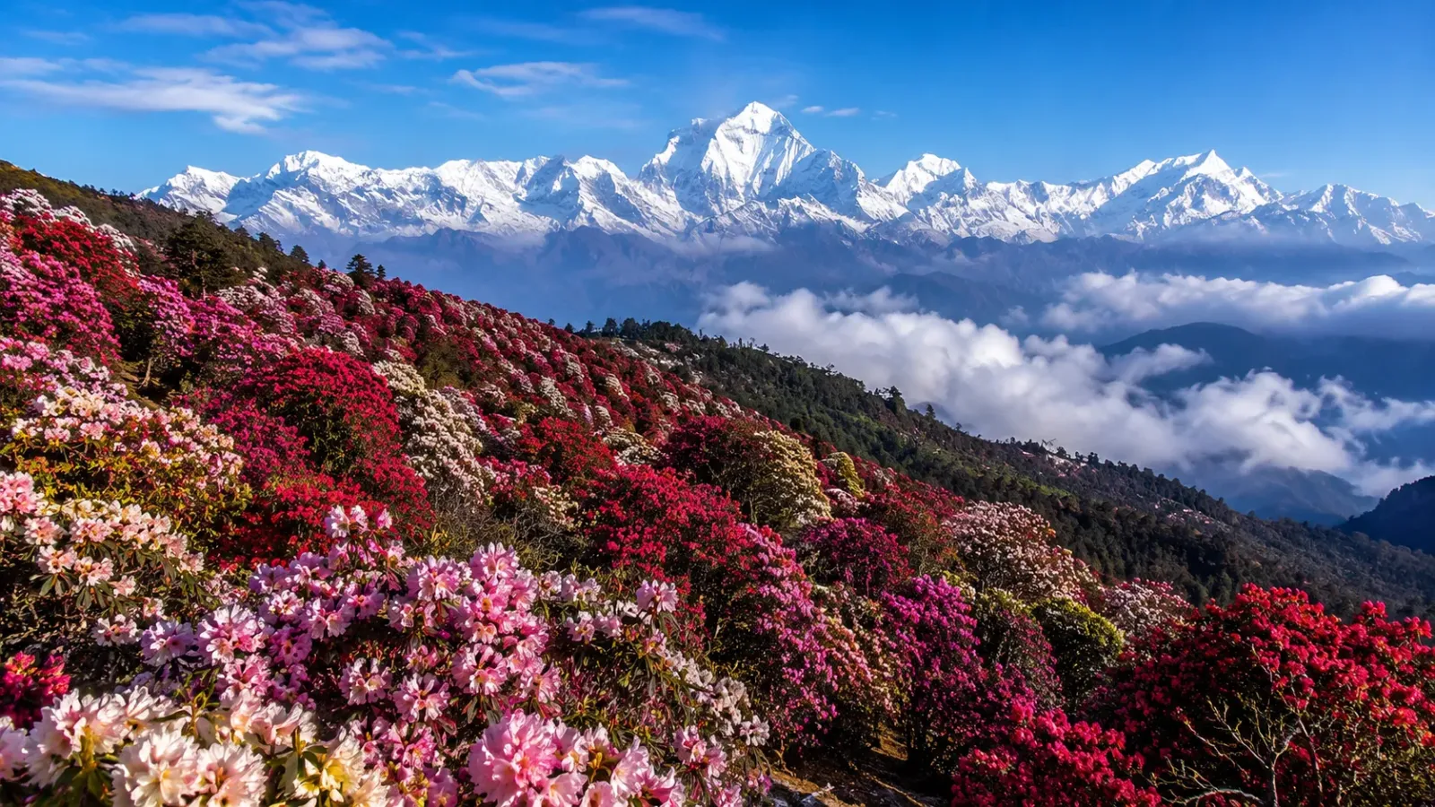 Hoa đỗ quyên nở trên sườn núi Nepal vào mùa xuân