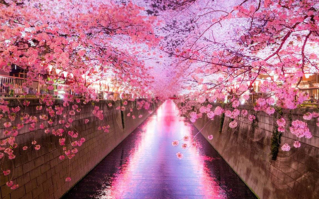Du lịch Nhật Bản bốn mùa với cảnh đẹp theo từng mùa