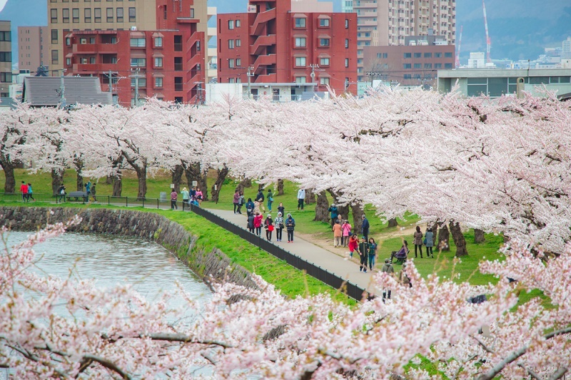 Du lịch Nhật Bản mùa hoa Anh Đào nở rộ ở Hokkaido