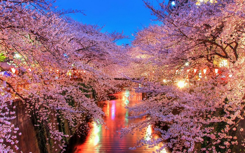 Du lịch Nhật Bản mùa hoa Anh Đào nở rộ ở Hokkaido