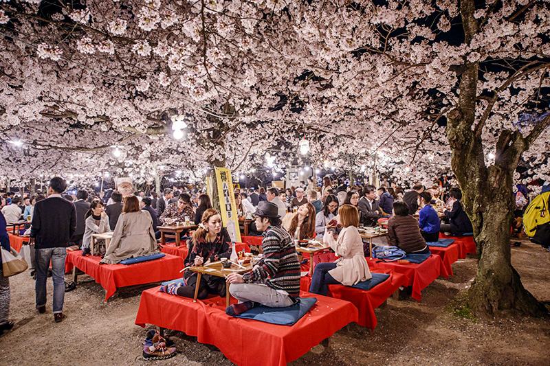 Cẩm nang du lịch Nhật Bản mùa hoa Anh Đào dành cho người đi tự túc