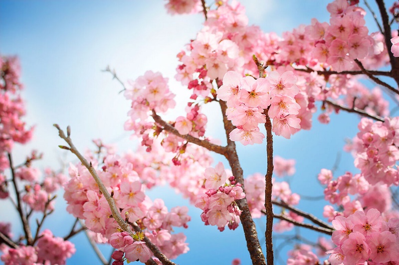 Mùa hoa Anh Đào bạn đã thử món Mochi Sakura chưa?