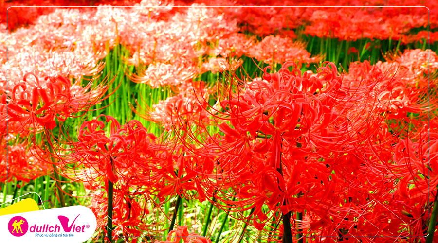 Du lịch Nhật Bản chiêm ngưỡng cánh đồng hoa bỉ ngạn đa sắc màu