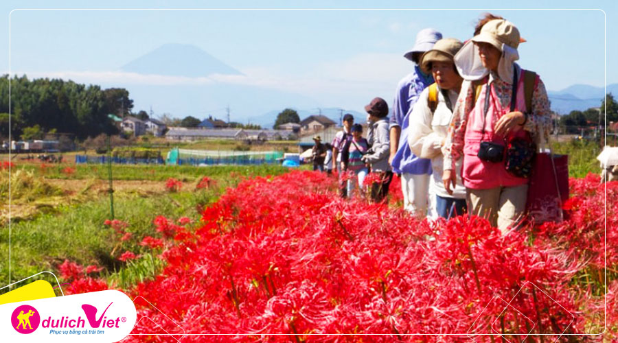 Du lịch Nhật Bản ngắm hoa Bỉ Ngạn tại công viên Hibiya