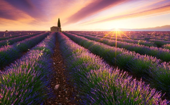 Thành phố Provence khu vực trồng hoa Oải hương và sản xuất nước hoa lớn nhất nước Pháp