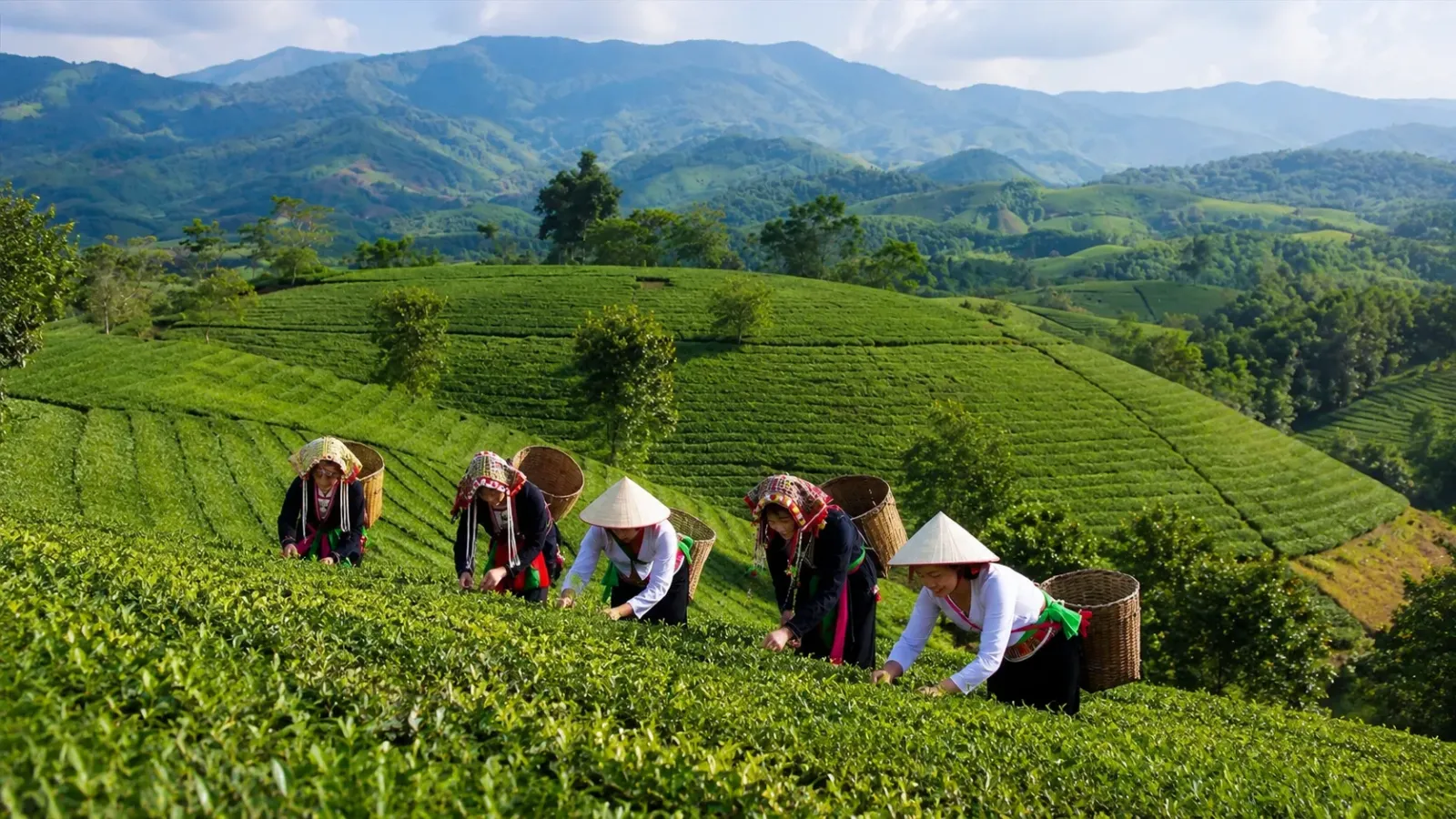 Đồi chè Long Cốc Phú Thọ với những đồi chè nối tiếp nhau