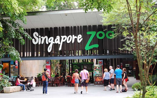 Trọn bộ kinh nghiệm tham quan Singapore Zoo khi du lịch Singapore