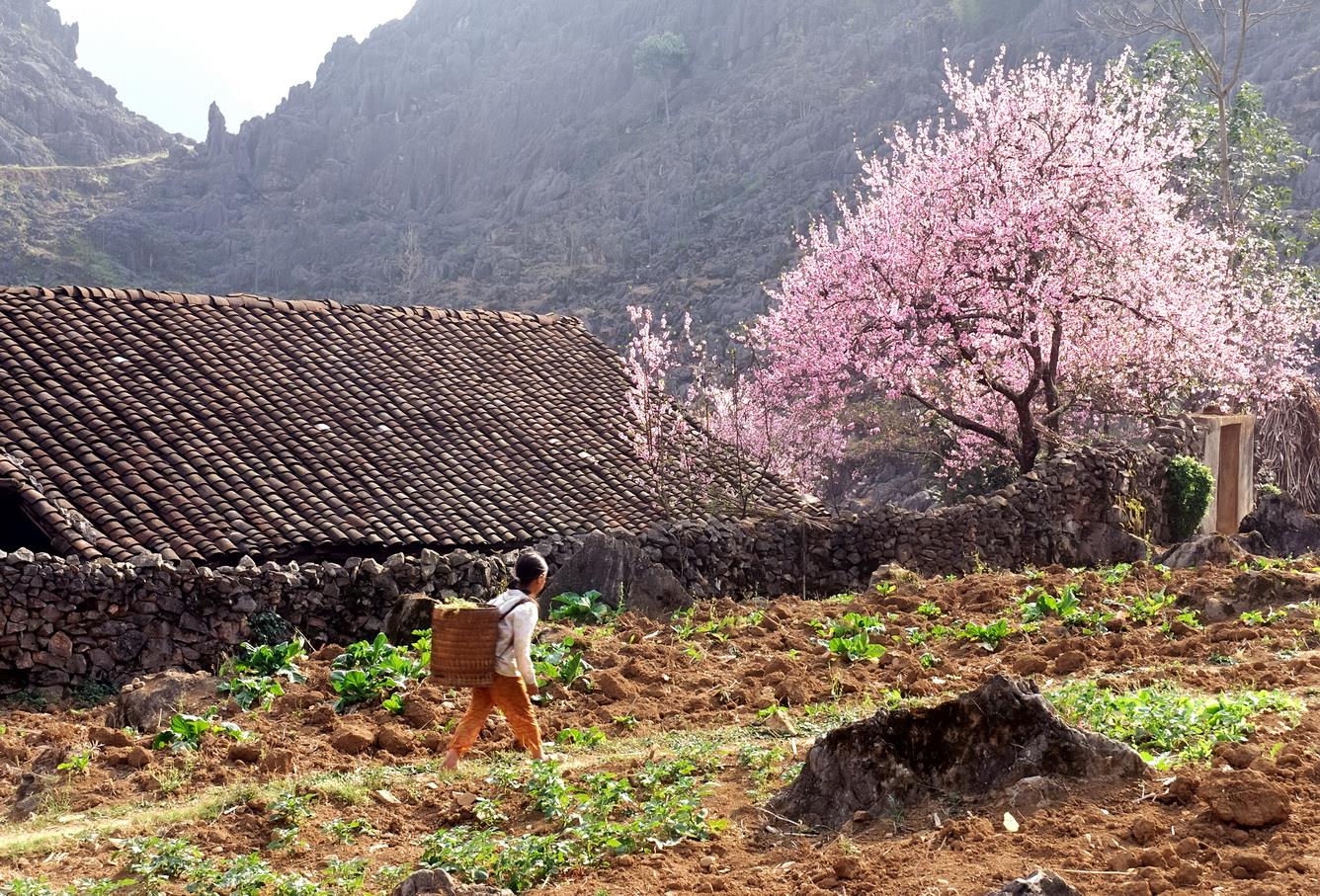 Tour Tây Bắc - Du lịch Tây Bắc ngắm hoa xuân