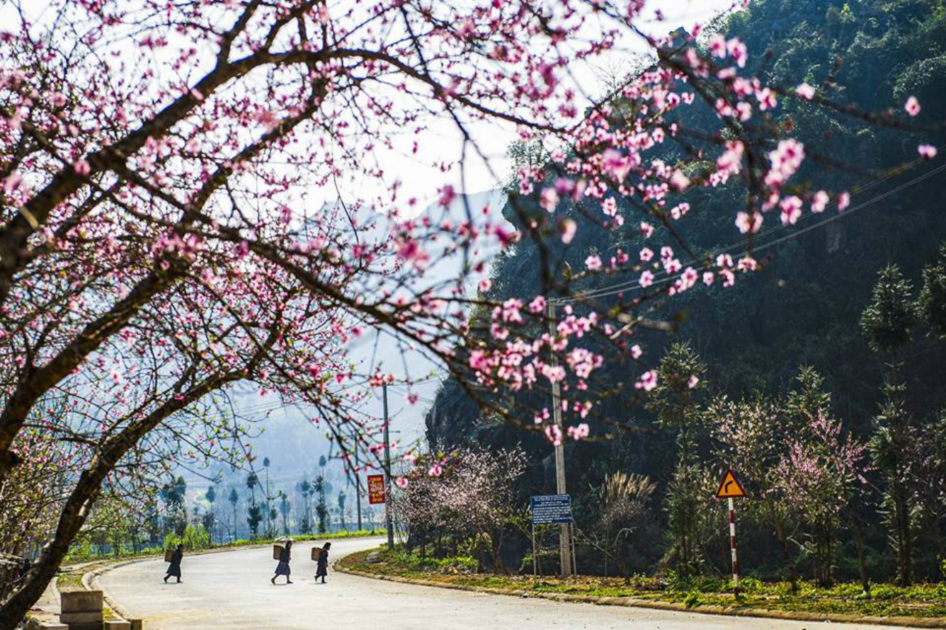 Tour Tây Bắc - Hoa đào Tây Bắc ngày xuân