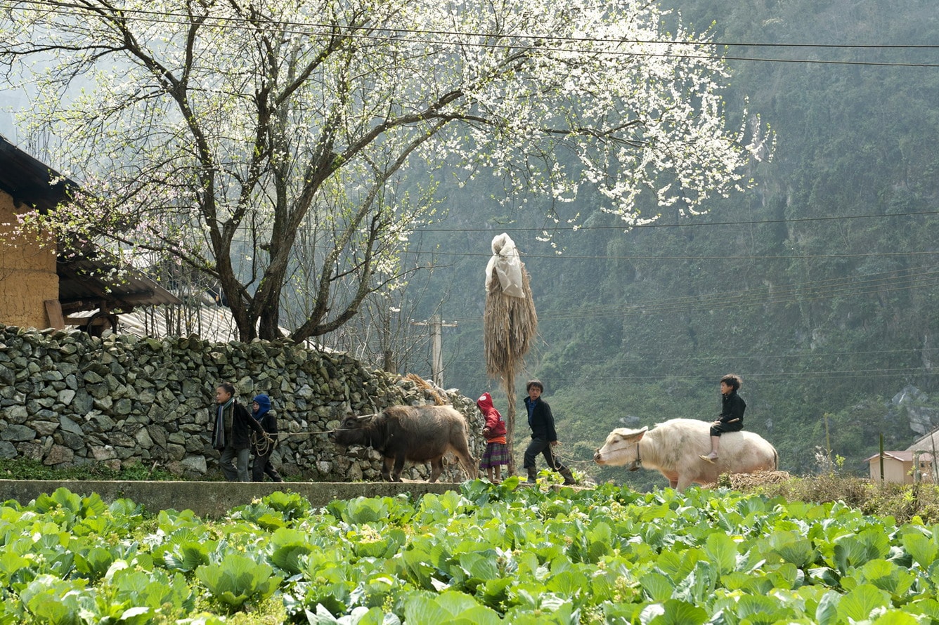 Tour Tây Bắc - Du lịch Tây Bắc mùa hoa mận