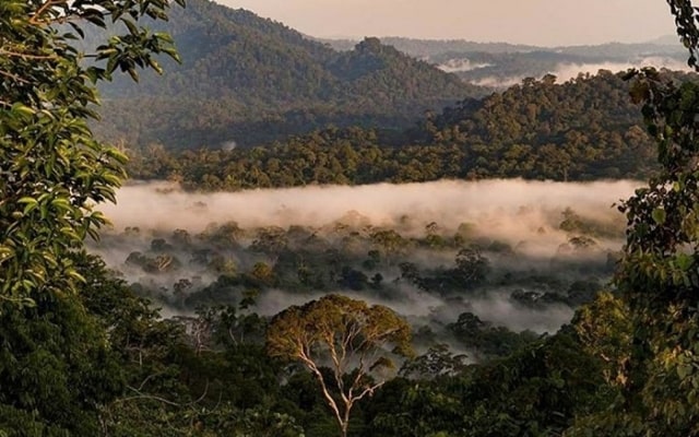 Lạc vào thung lũng Danum Malaysia, khám phá thiên nhiên hoang dã