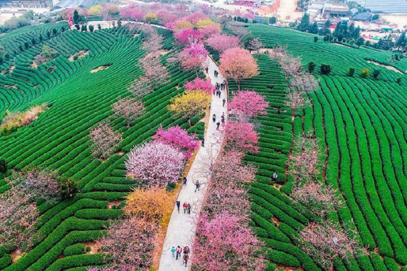 Kinh nghiệm du lịch Trung Quốc mùa hoa Anh Đào đầy đủ và chi tiết 