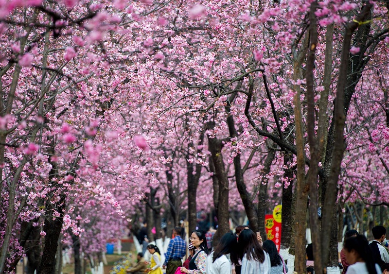 Mùa hoa Anh Đào xao xuyến lòng người tại Công viên Gucun 