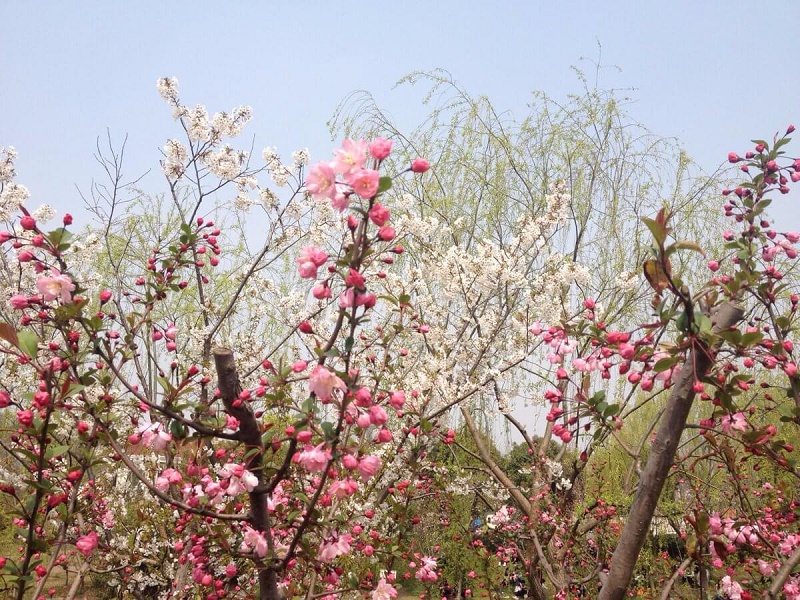 Du lịch Trung Quốc mùa hoa Anh Đào có gì?