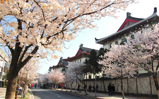 Du lịch Trung Quốc mùa hoa anh đào tuyệt đẹp