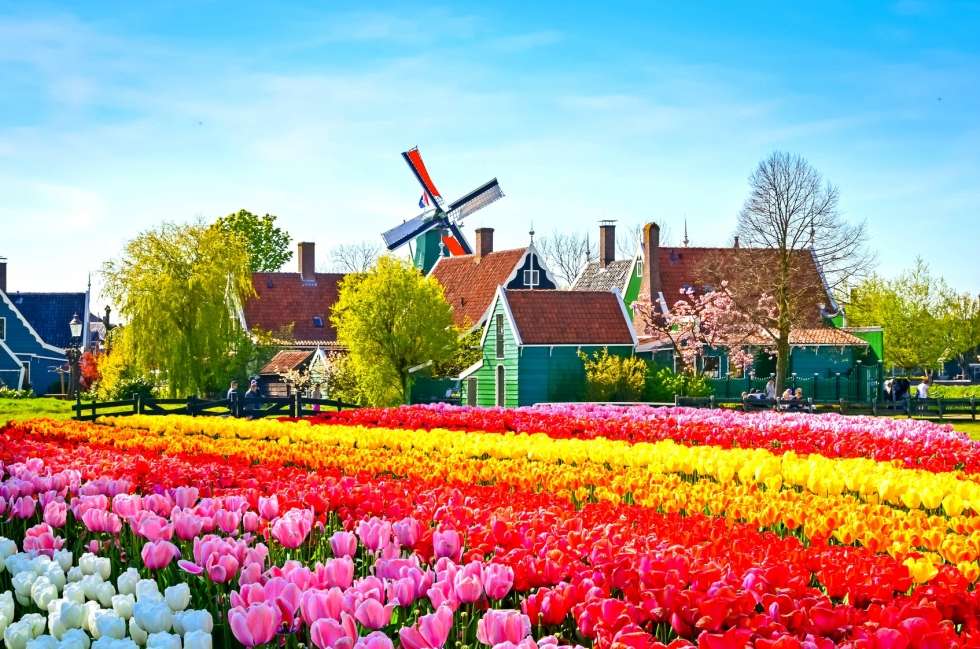 Du khách thỏa sức check in trên những cánh đồng hoa tulip
