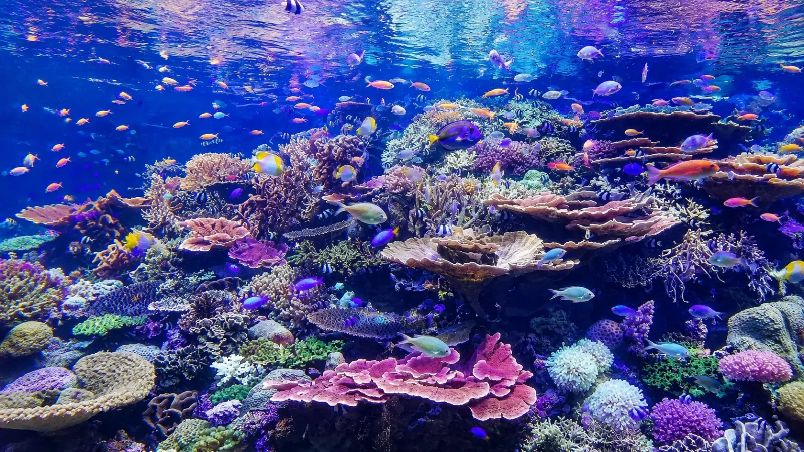 San hô và sinh vật biển tại Great Barrier Reef ở Queensland Úc