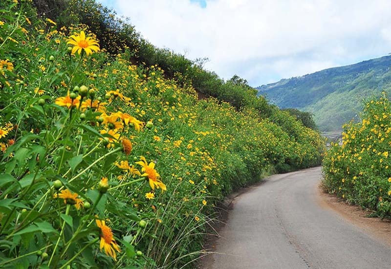 Đi%20du%20lịch%20Đà%20Lạt%20tháng%20mấy%20để%20ngắm%20trọn%20vẹn%20mùa%20hoa%20dã%20quỳ%20đẹp%20nhất?