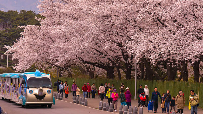 Đường phố Seoul rực rỡ hoa anh đào