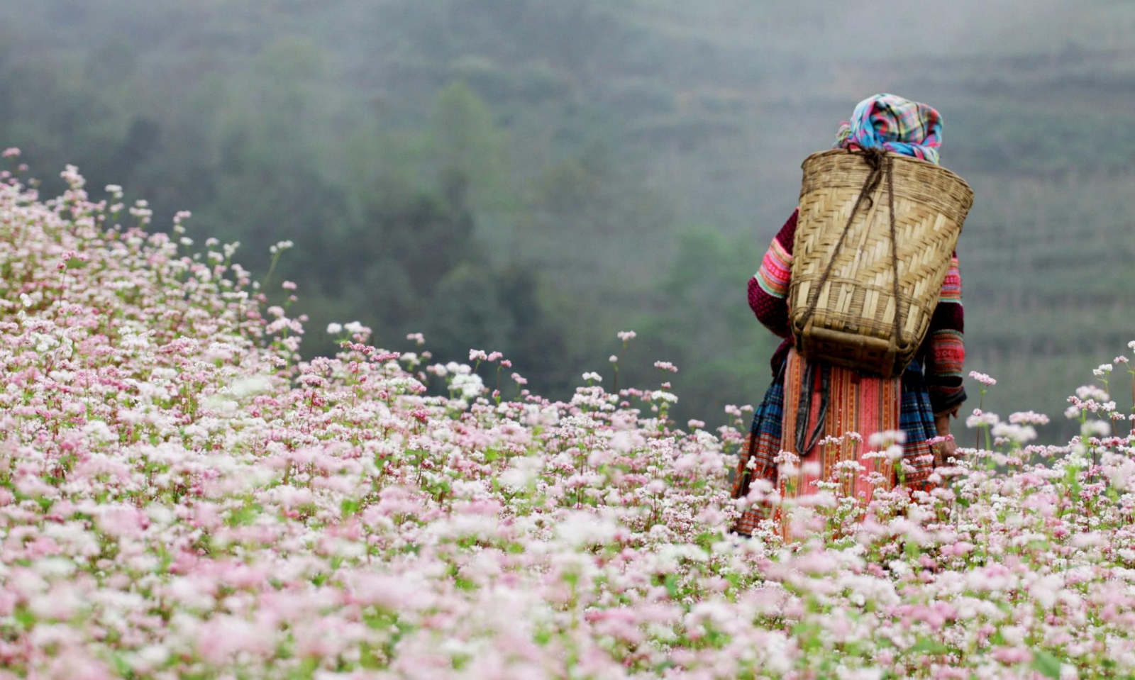 Vùng Đông Bắc là nơi thích hợp nhất để ngắm mùa hoa tam giác mạch đẹp nhất