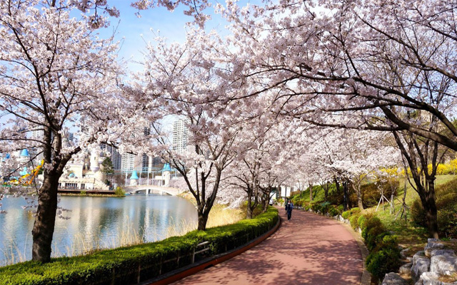 Hàn Quốc - Điểm đến lý tưởng để ngắm hoa anh đào