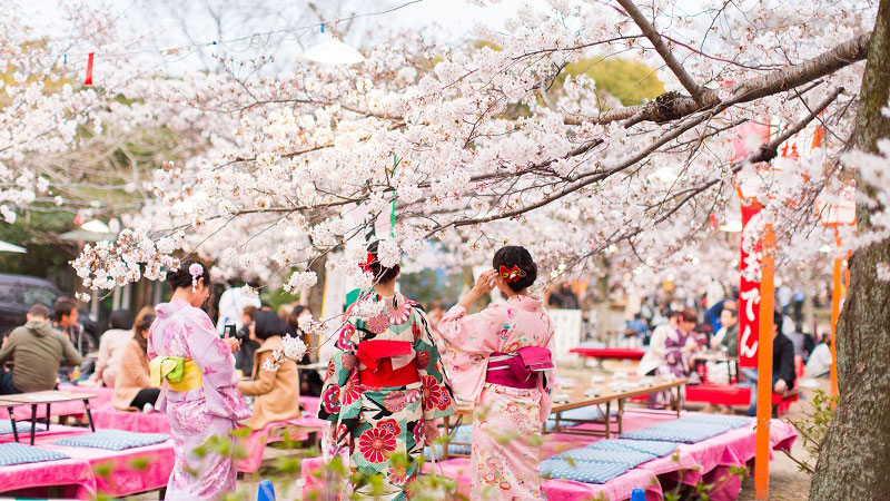 Hanami lễ hội truyền thống tuyệt đẹp của Nhật Bản