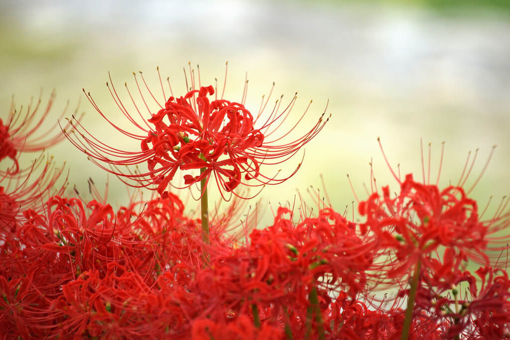 Du lịch Nhật Bản lắng nghe những câu chuyện truyền thuyết về hoa Bỉ Ngạn