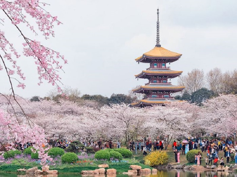 List các địa điểm ngắm hoa Anh Đào ở Trung Quốc