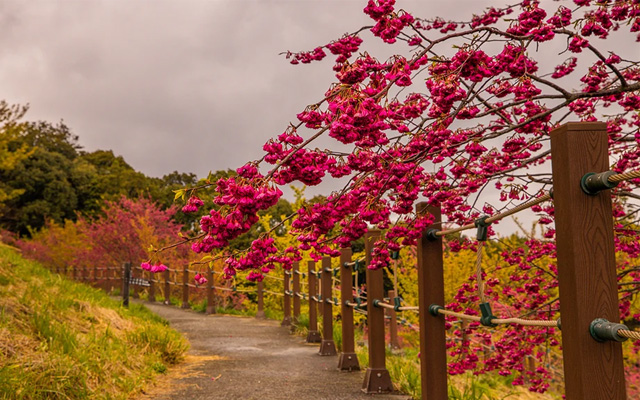 Hoa anh đào màu hồng đặc trung của Đài Loan