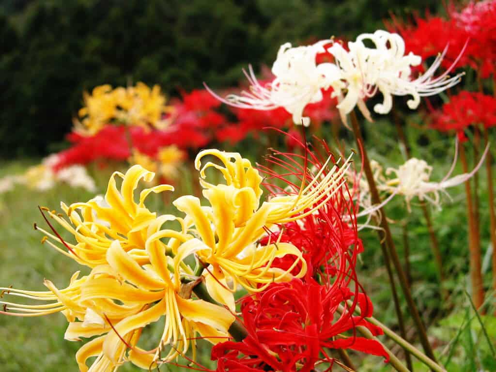 Hoa Bỉ Ngạn rực rỡ sắc màu hoa