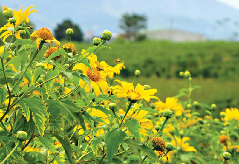 Vẻ đẹp hoa dã quỳ bên đường hồ Tuyền Lâm – Đường hầm đất sét