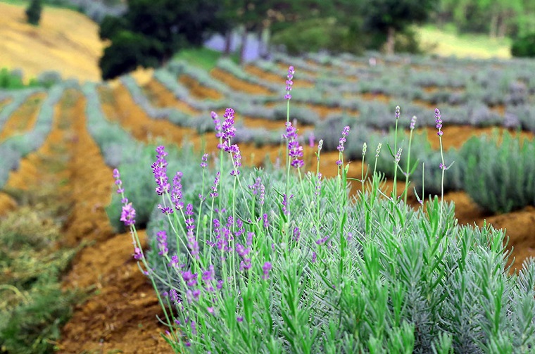 cánh đồng lavender Cầu Đất
