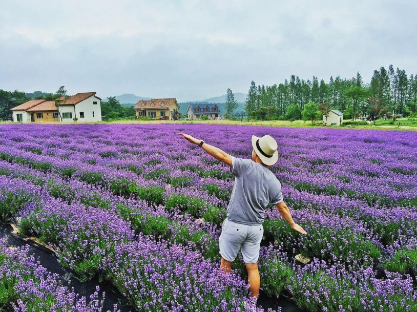 Du khách ngỡ ngàng trước vẻ đẹp khu du lịch Lavender Đà Lạt Hoa-oai-huong-da-lat