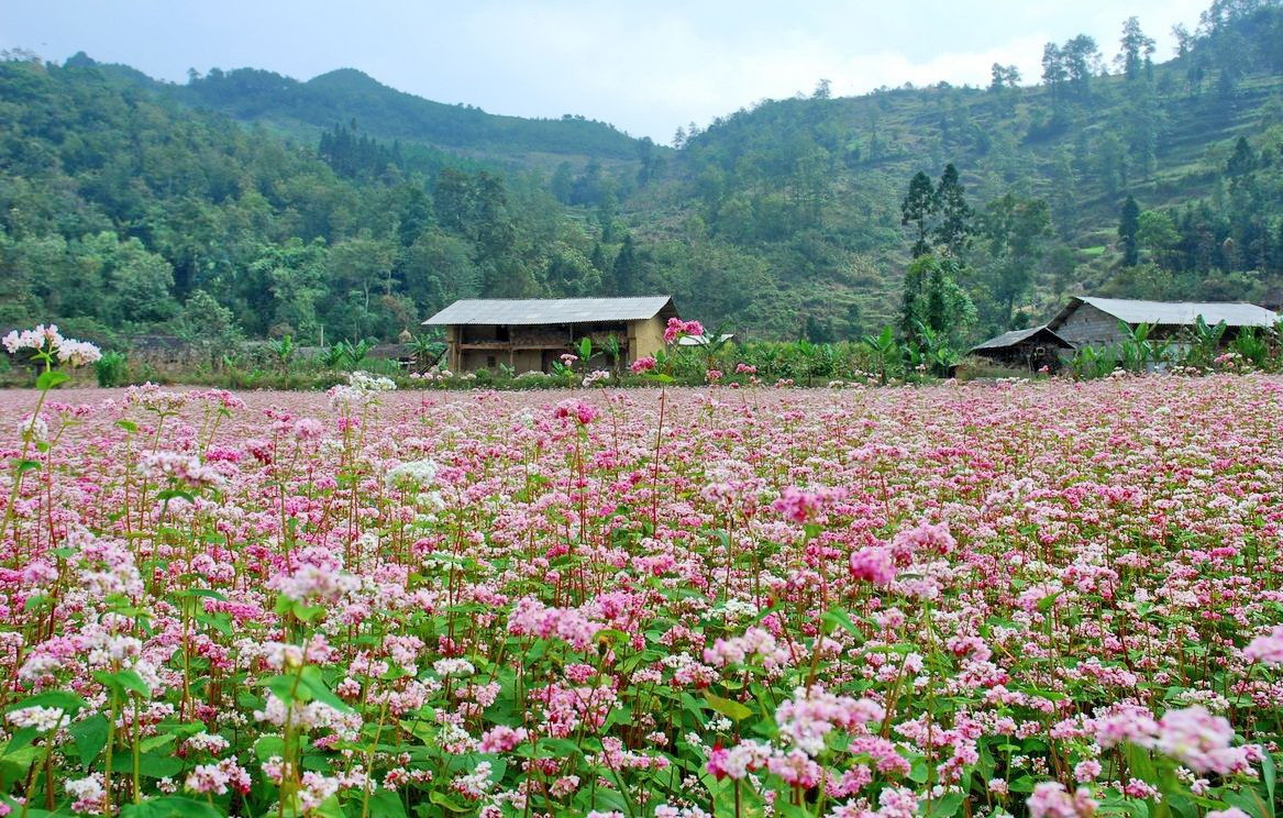 “Ngỡ ngàng” trước vẻ đẹp mùa hoa tam giác mạch Đông Bắc Hoa-tam-giac-mach-ha-giang