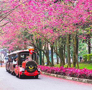Tour du lịch Đài Loan 5 ngày 4 đêm ngắm hoa Anh Đào giá tốt