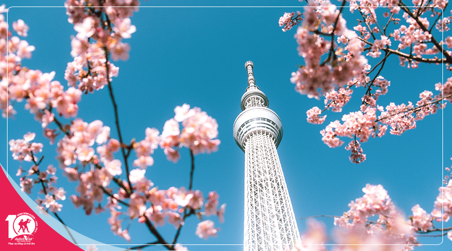 Du lịch Tết âm lịch 2019 Nhật Bản ngắm hoa anh đào nở sớm ở Izu từ Sài Gòn
